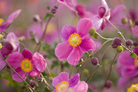 Image result for Anemonenarten