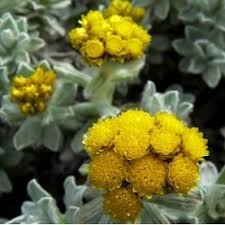 Attēlu rezultāti vaicājumam “Helichrysum arenarium bud”