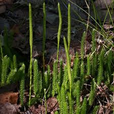Attēlu rezultāti vaicājumam “Lycopodiaceae”