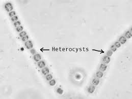 Attēlu rezultāti vaicājumam “Nostoc pruniforme cells”