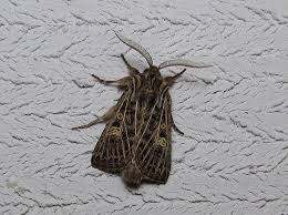 Attēlu rezultāti vaicājumam “Tholera decimalis”