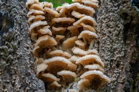 Attēlu rezultāti vaicājumam “Phlebia tremellosa”