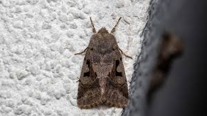 Attēlu rezultāti vaicājumam “Orthosia gothica”