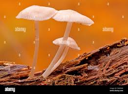 Attēlu rezultāti vaicājumam “Mycena zephirus”