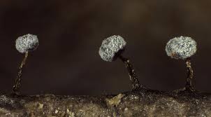 Attēlu rezultāti vaicājumam “Didymium bahiense macro”