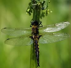 Attēlu rezultāti vaicājumam “Epitheca bimaculata”
