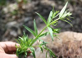 Attēlu rezultāti vaicājumam “Galium boreale fruit”