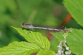 Attēlu rezultāti vaicājumam “Platycnemis pennipes male”