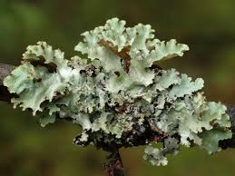 Attēlu rezultāti vaicājumam “Platismatia glauca”