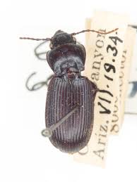 Attēlu rezultāti vaicājumam “Pterostichus sp.”