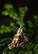 Attēlu rezultāti vaicājumam “Gracillaria syringella imago”