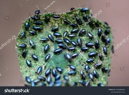 Attēlu rezultāti vaicājumam “Phyllotreta sp.”