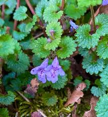 Attēlu rezultāti vaicājumam “Glechoma hederacea leaf”