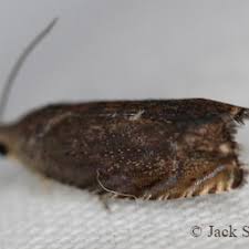 Attēlu rezultāti vaicājumam “Diachea muscorum”