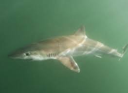 Image result for Galeorhinus galeus