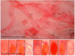 Attēlu rezultāti vaicājumam “Rimbachia neckerae”