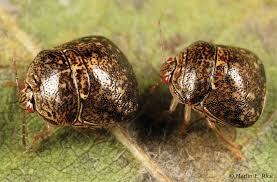 Attēlu rezultāti vaicājumam “Cribraria vulgaris young”