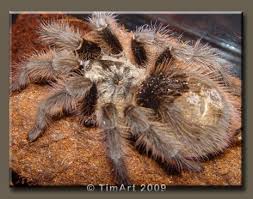 Znalezione obrazy dla zapytania Grammostola grossa