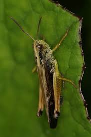 Attēlu rezultāti vaicājumam “Omocestus viridulus”