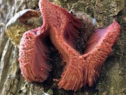 Attēlu rezultāti vaicājumam “Stemonitis splendens macro”