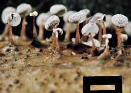 Attēlu rezultāti vaicājumam “Didymium bahiense stalked”