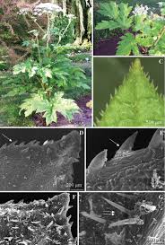 Attēlu rezultāti vaicājumam “Heracleum sosnowskyi leaf”