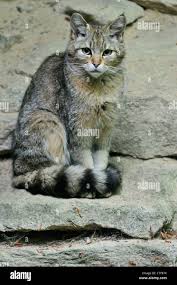 Attēlu rezultāti vaicājumam “Felis silvestris catus juvenile”