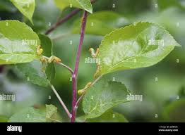 Attēlu rezultāti vaicājumam “Pristiphora maesta”