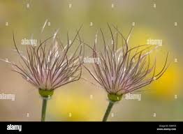 Attēlu rezultāti vaicājumam “Pulsatilla pratensis fruit”