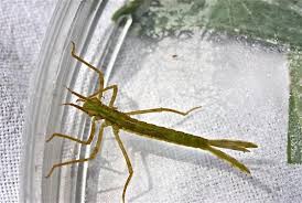 Attēlu rezultāti vaicājumam “Calopterygidae”