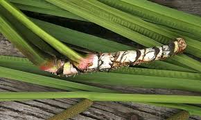 Attēlu rezultāti vaicājumam “Acorus calamus fruit”