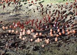 Attēlu rezultāti vaicājumam “Comatricha tenerrima spores”