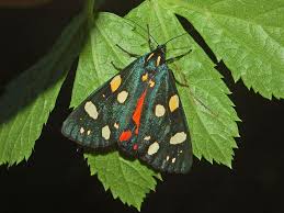 Attēlu rezultāti vaicājumam “Callimorpha dominula”