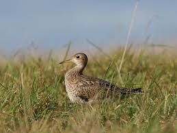 Image result for Bartramia longicauda