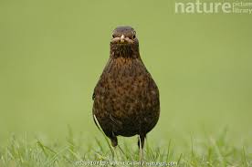 Attēlu rezultāti vaicājumam “Turdus merula female”