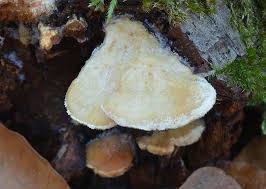 Attēlu rezultāti vaicājumam “Antrodiella serpula”