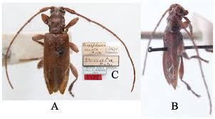 Attēlu rezultāti vaicājumam “Breidleria pratensis”