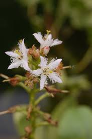 Attēlu rezultāti vaicājumam “Menyanthes trifoliata”