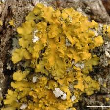 Attēlu rezultāti vaicājumam “Xanthoria fulva”