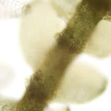 Attēlu rezultāti vaicājumam “Calypogeia sphagnicola”