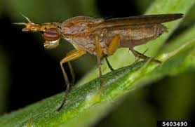 Attēlu rezultāti vaicājumam “Sciomyzidae”