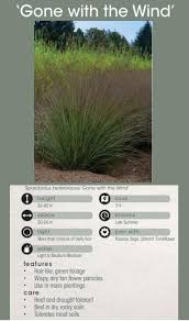 Attēlu rezultāti vaicājumam “Paraleucobryum longifolium sporophyte”