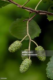 Attēlu rezultāti vaicājumam “Alnus glutinosa fruit”