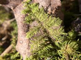 Attēlu rezultāti vaicājumam “Hygroamblystegium varium sporophyte”