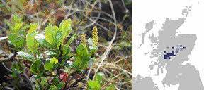 Attēlu rezultāti vaicājumam “Salix myrsinifolia female flower”