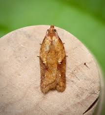 Attēlu rezultāti vaicājumam “Acleris aspersana”