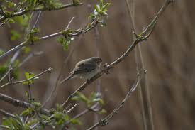Attēlu rezultāti vaicājumam “Phylloscopus collybita adult”