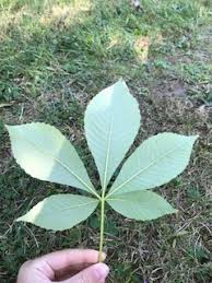 Attēlu rezultāti vaicājumam “Aesculus flava leaf”