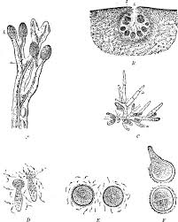 Attēlu rezultāti vaicājumam “Lycogala botrydium young”