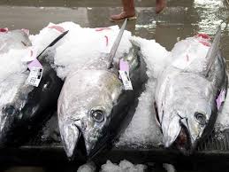 Image result for Thunnus obesus
